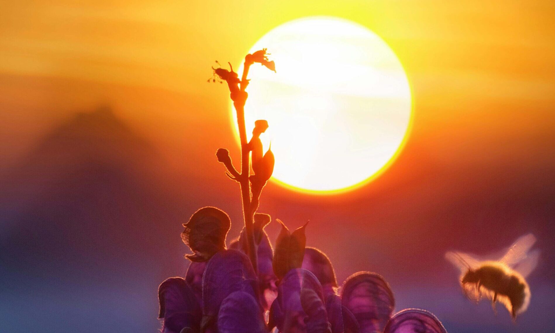 A flower with the setting sun in the background