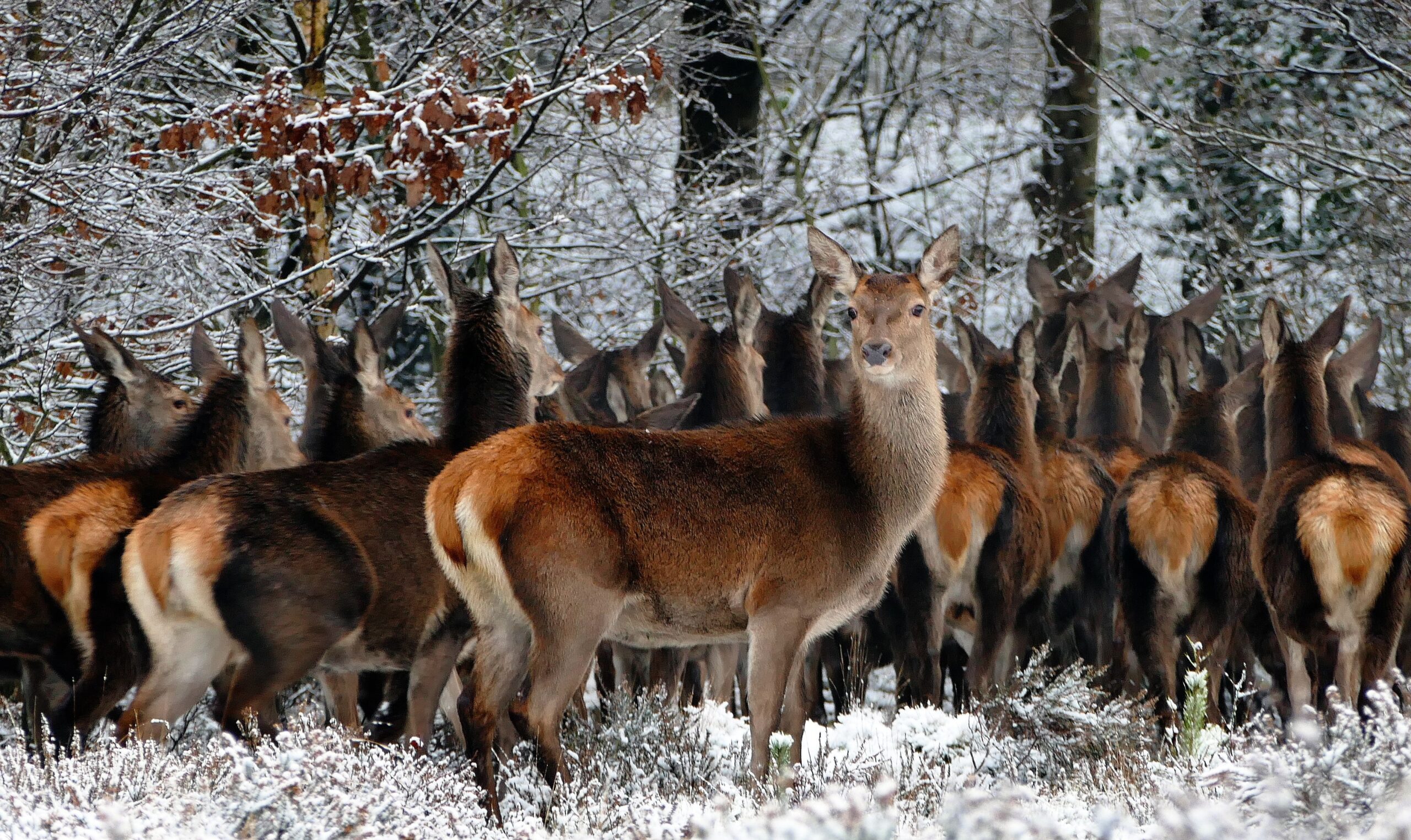 Herd of deer in forest with one alert deer at the end indicating self aware leadership.