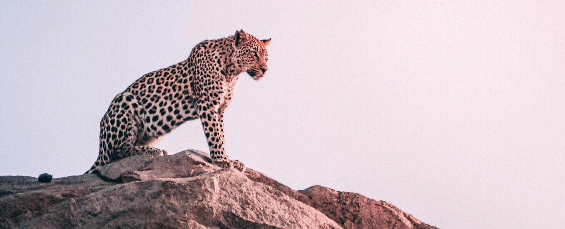 An alert leopard representing adaptability and agility found in changemaking.