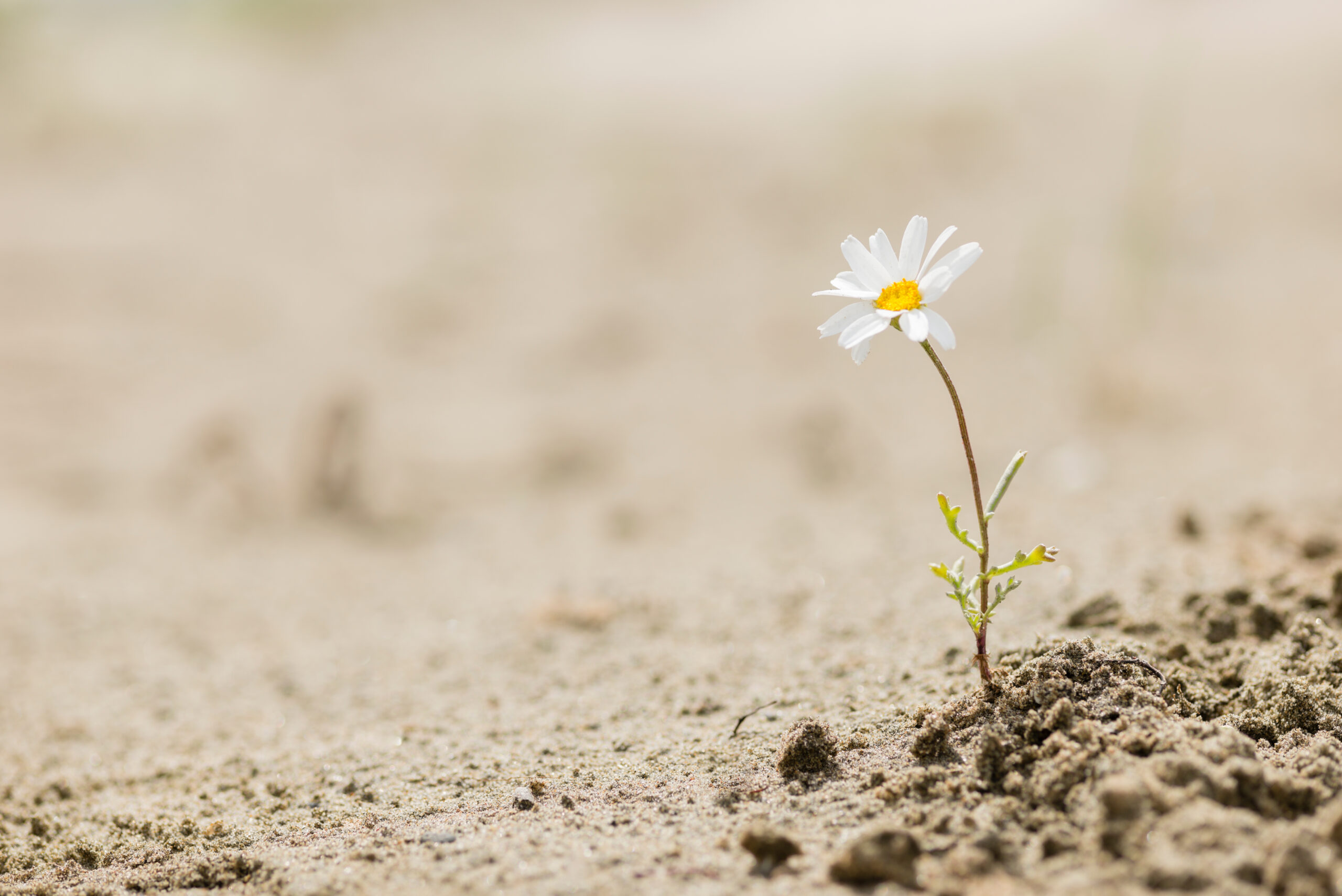 Daisy flower blooming on a sand desert displaying resilience.