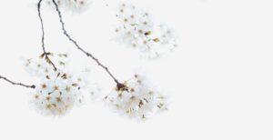 white cherry blossom flowers blooming on the branches of a tree.