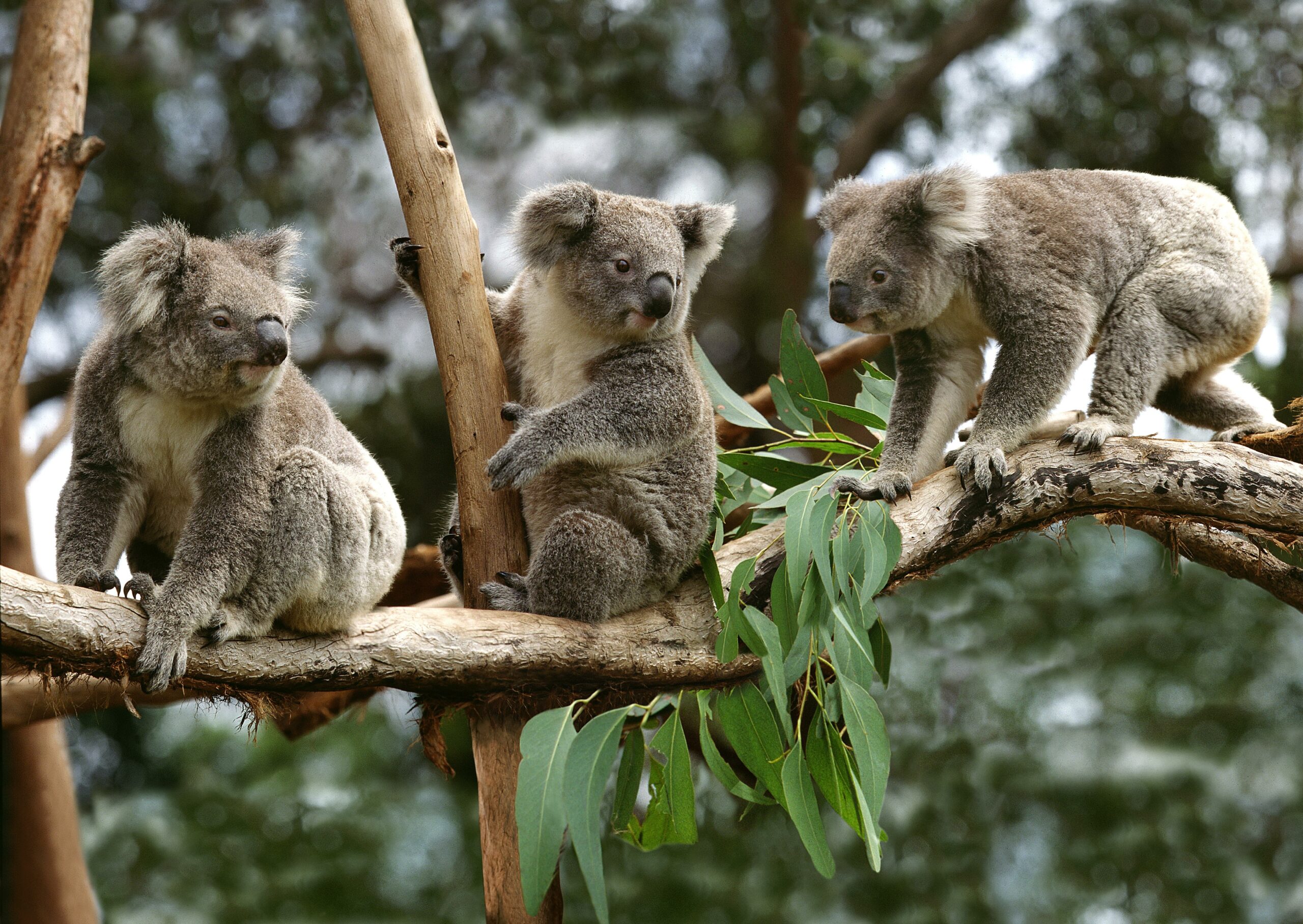 Koalas – Leadership. Performance Management. Inclusion. Engagement. Well-being.