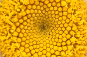 Yellow abstract of the pollen core of daisy flower.