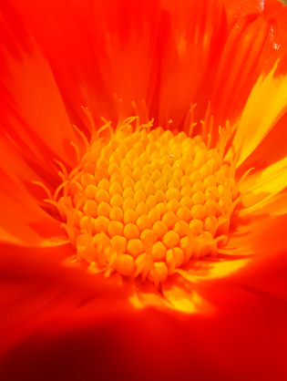 orange sunflower indicating inner mastery outer impact