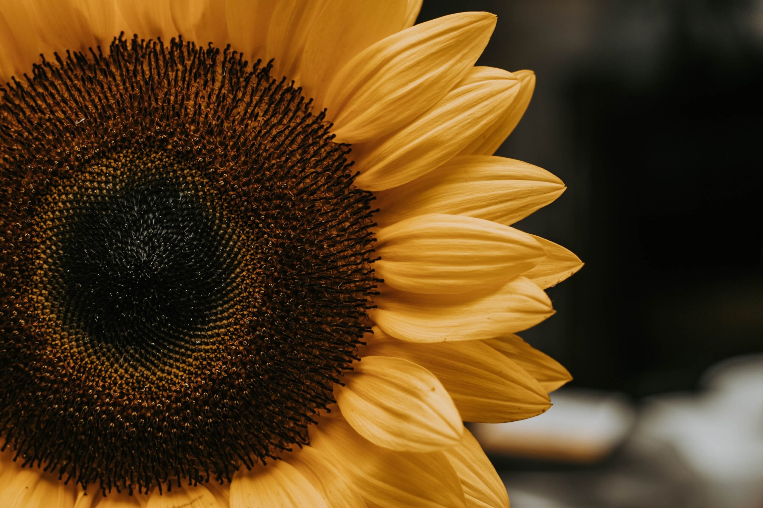 A sunflower in bloom, with a focus on its seeds, showing how core values and purpose help people navigate uncertainty.