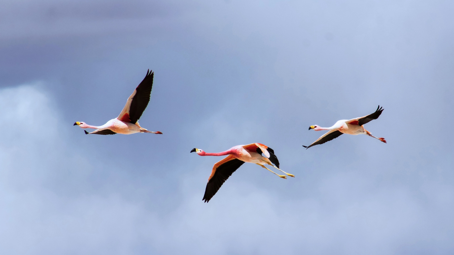 three flying flamingos in a row with one at front leading to others