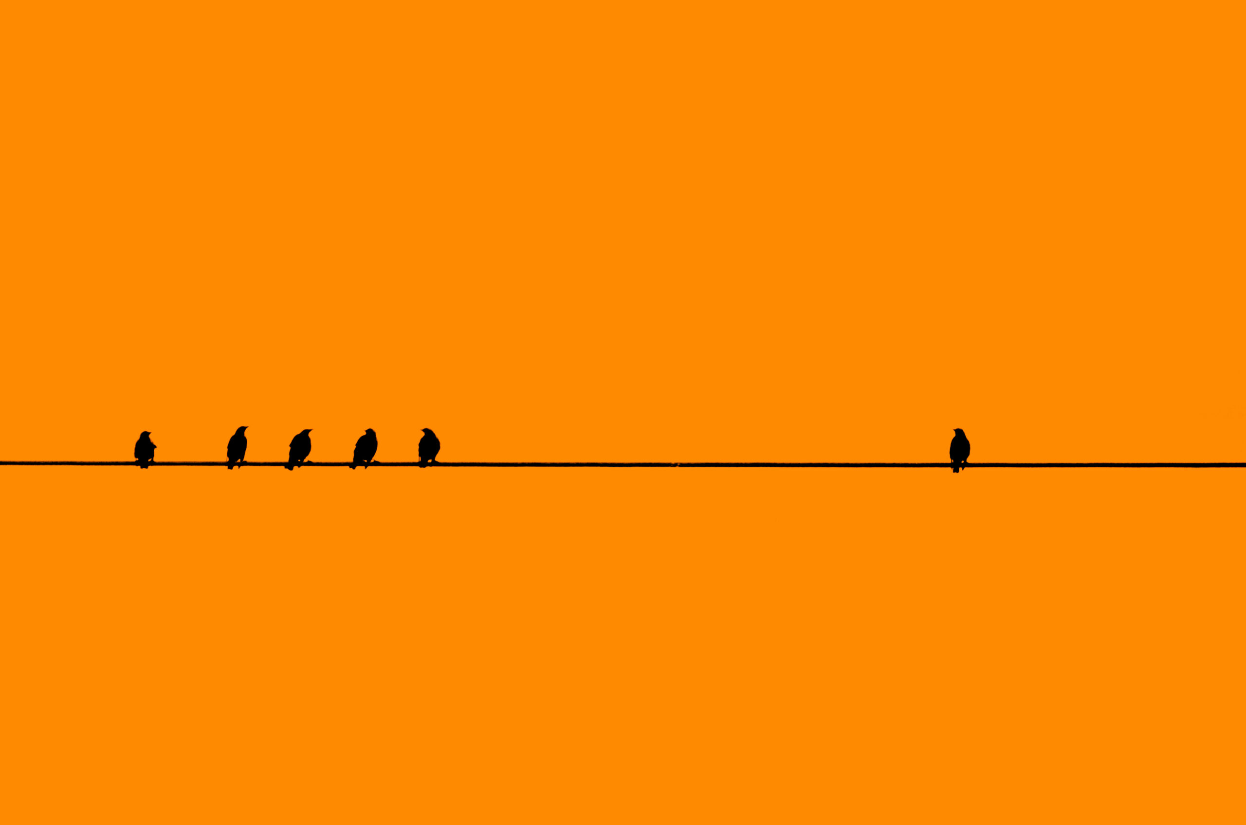 Birds in a Row with one by Itself.