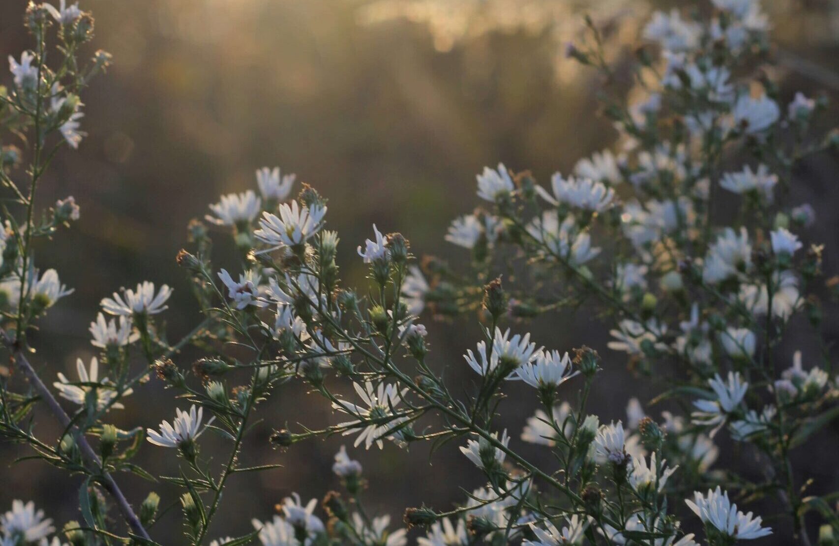 Nature image with sunrise