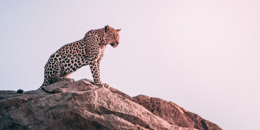 A leopard sitting atop a mountain rock