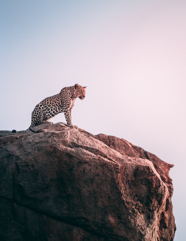 A leopard sitting atop a mountain rock