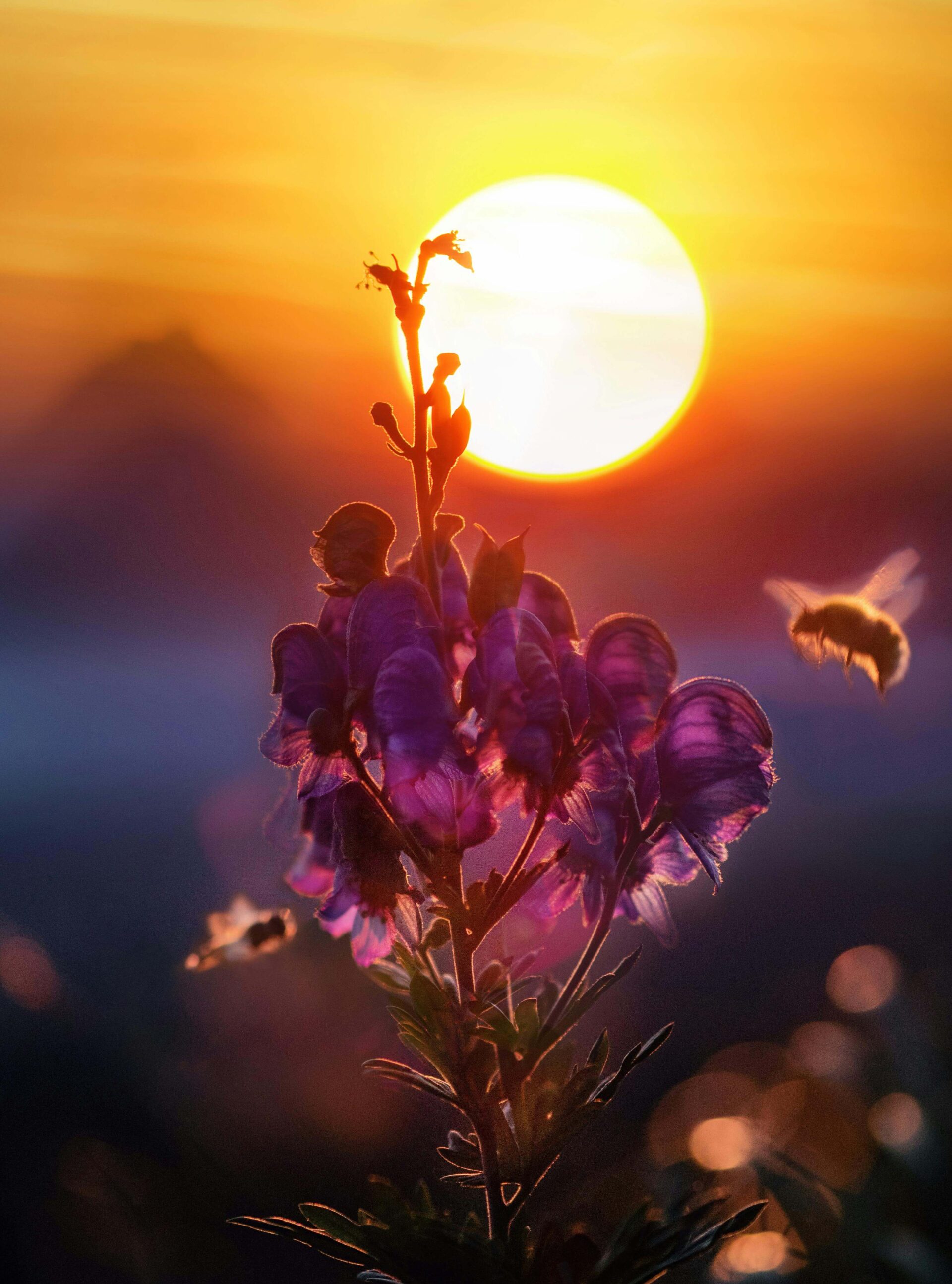 A flower with the setting sun in the background